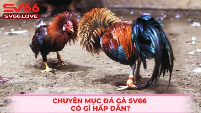 Đá Gà SV66 1 Trang đá gà SV66 cá cược trực tuyến hàng đầu hiện nay